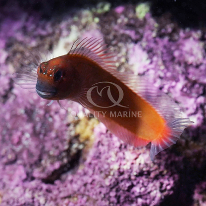 Captive Bred Gulf Blenny