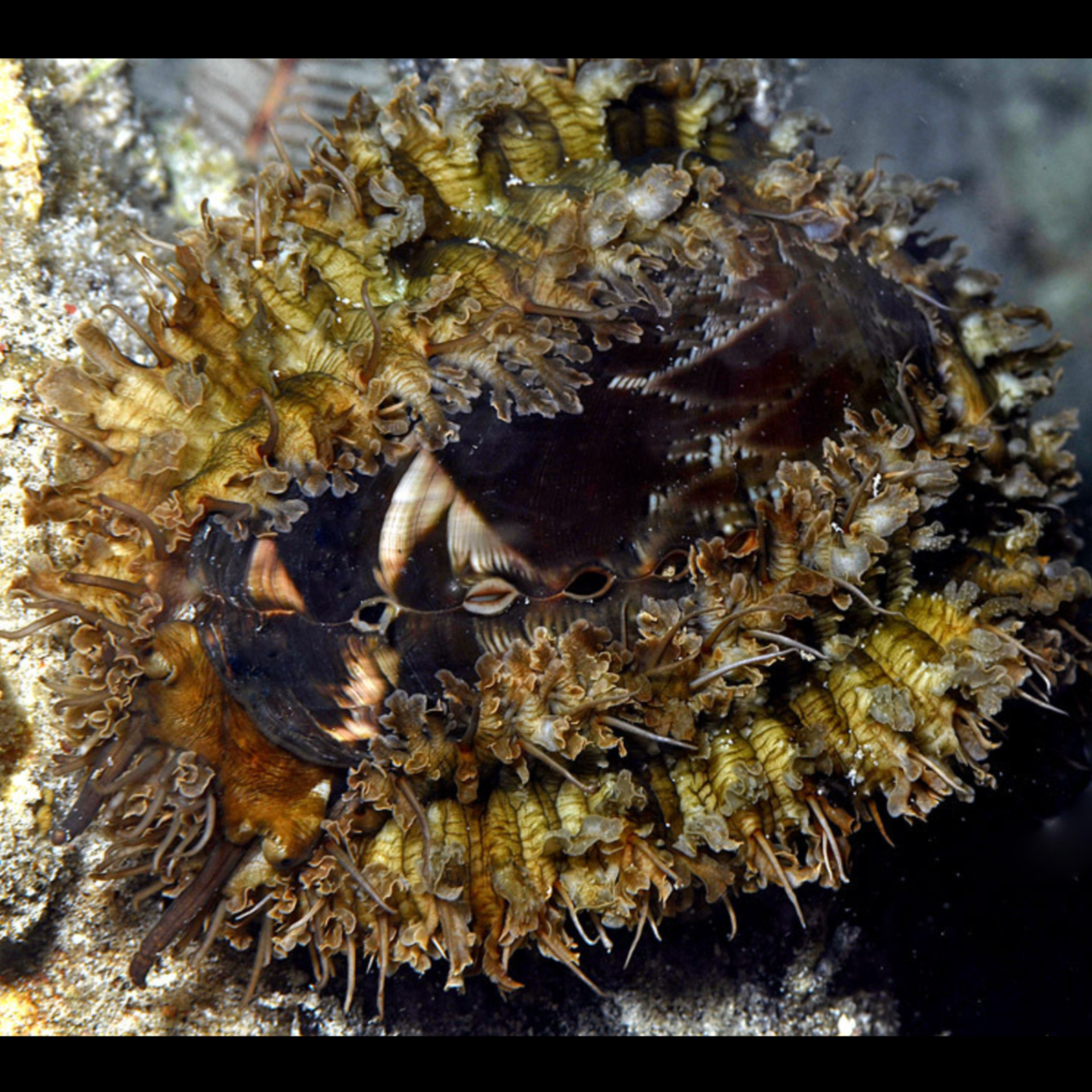 Donkey's Ear Abalone