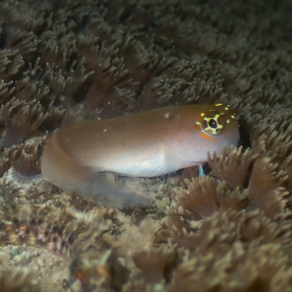 Captive Bred Gulf Blenny