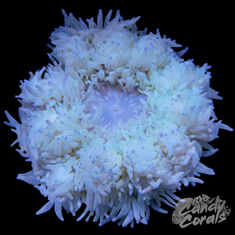 Red Sea Trace Colors ABCD 4-Pack – Candy Corals