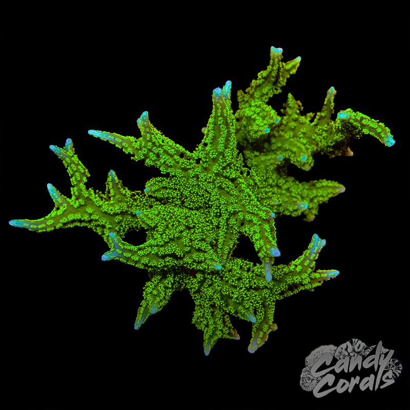 TSA Jade Dragon Birdsnest WYSIWYG 1