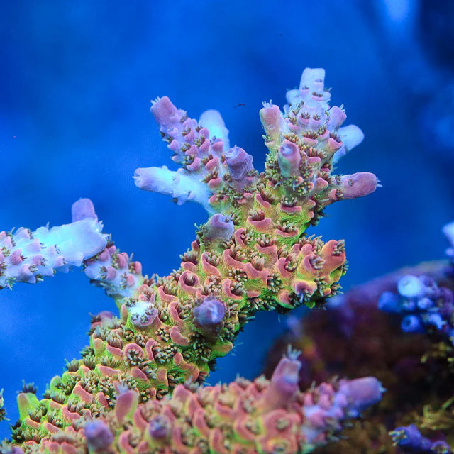 TSA Sour Tsunami Acropora Sp. Frag A25