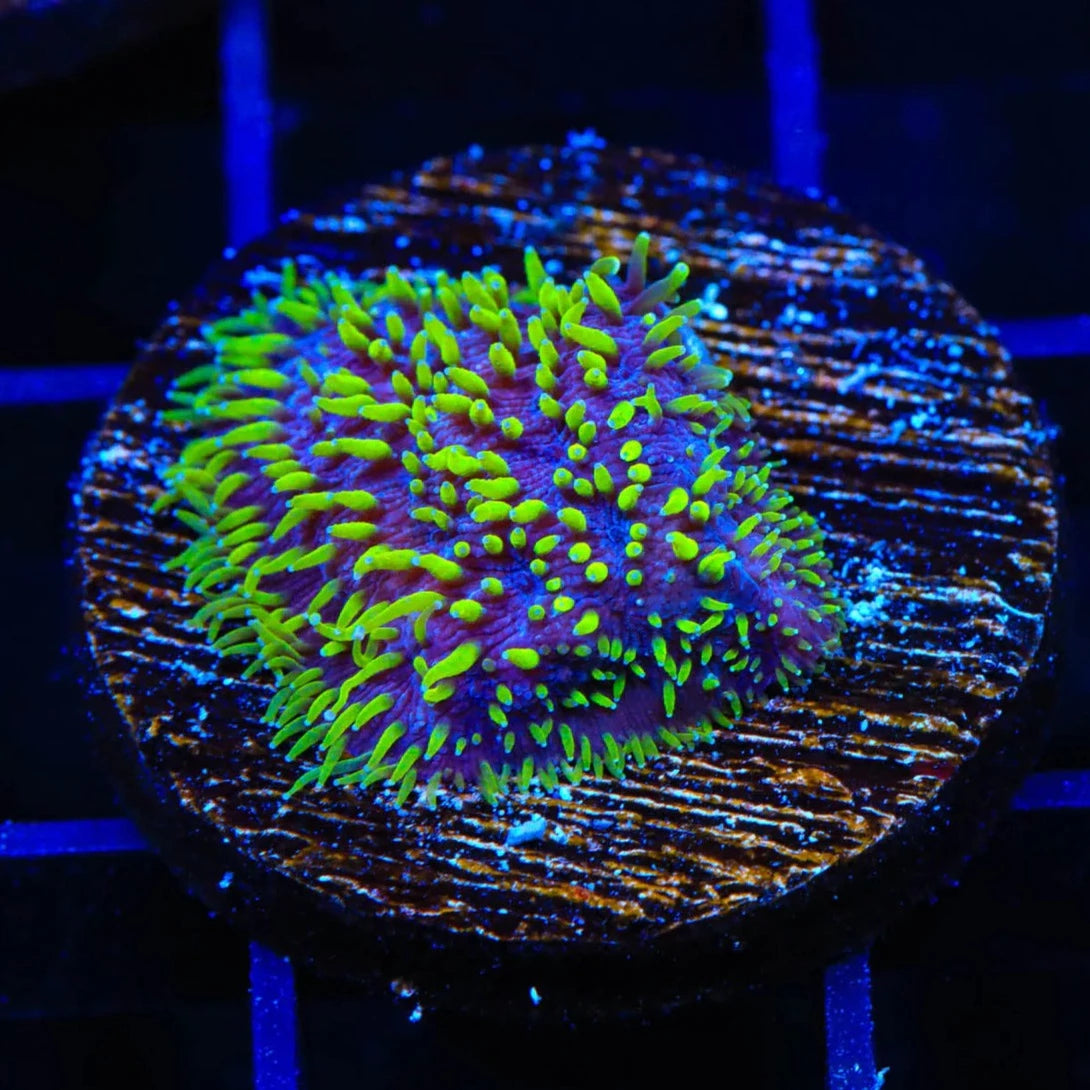TSA Space Ranger Lithophyllon Frag B57