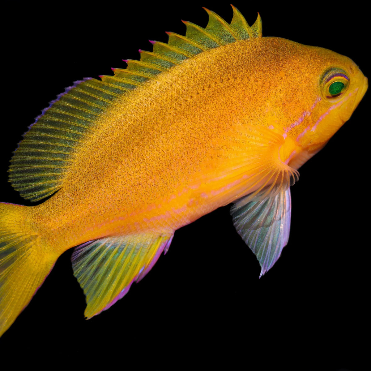Captive Bred Square Anthias