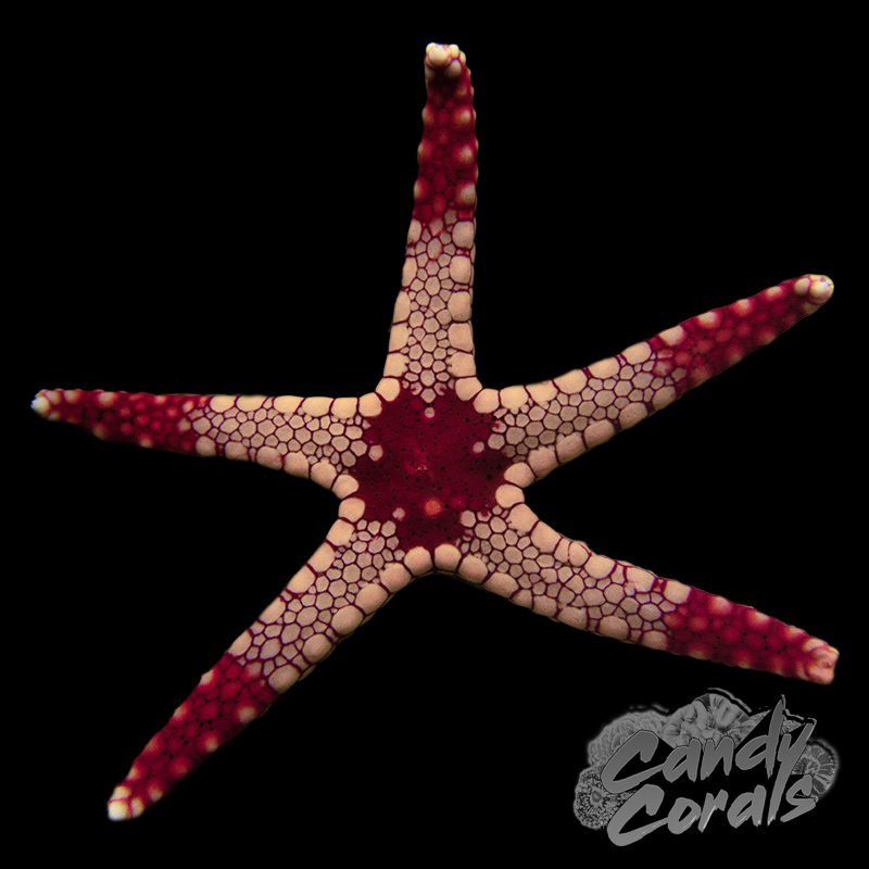 Fromia Tile Starfish