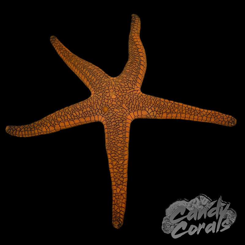 Black Patterned Fromia Starfish