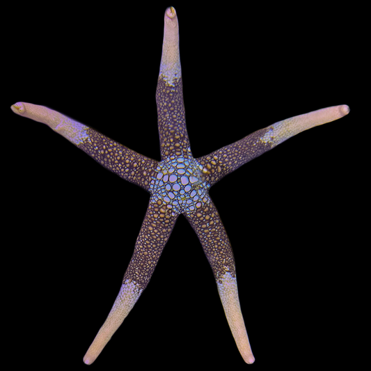 Nardoa Novaecaledoniae Starfish