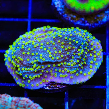 TSA Starry Night Montipora Frag M20