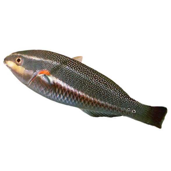 Orange Axil Wrasse