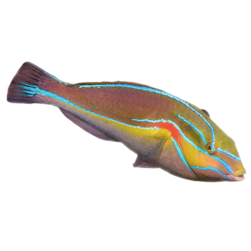 Orange Axil Wrasse