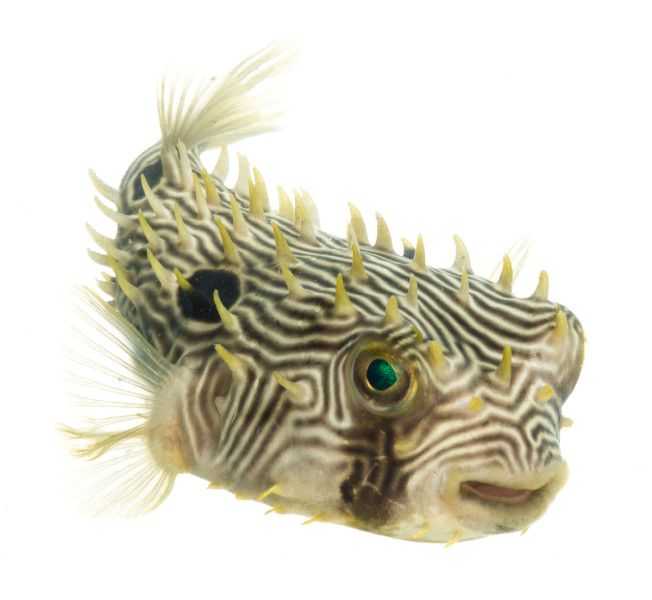 Spiny Box Burrfish