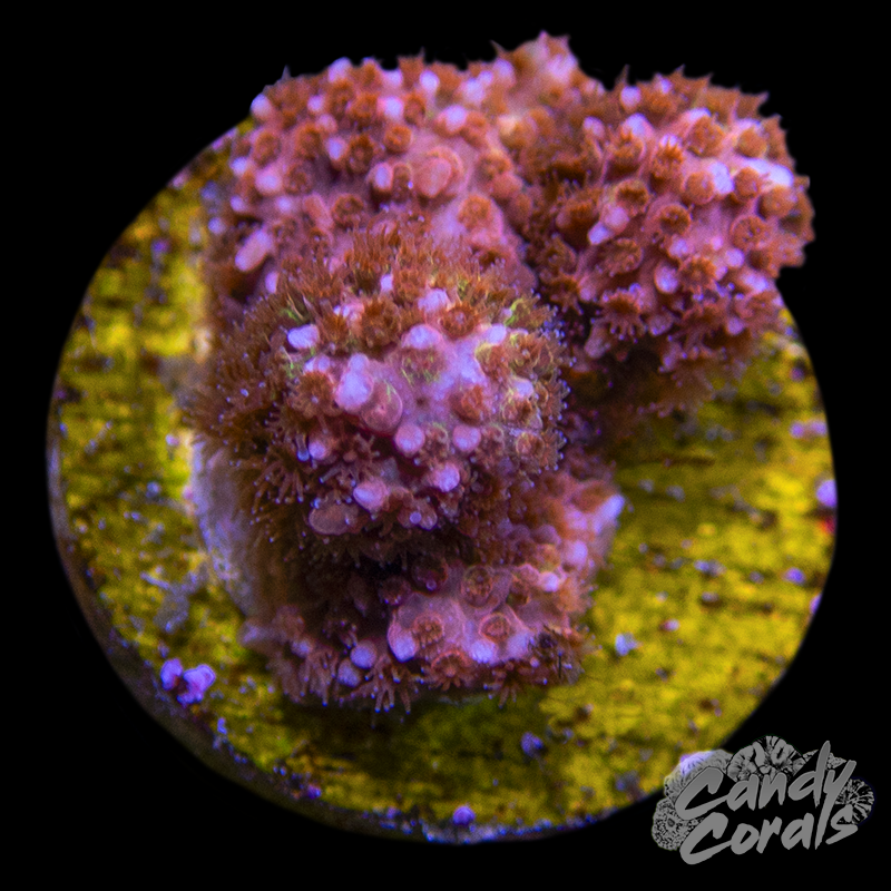Candy Coated Styloconella Frag B60