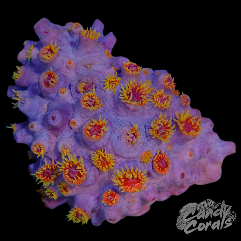 Pink Sun Coral Colony