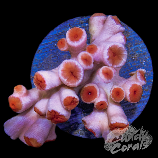 Pink Sun Coral Frag
