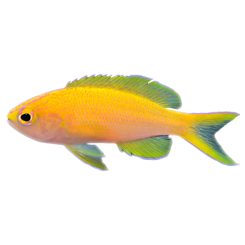Sunset Anthias