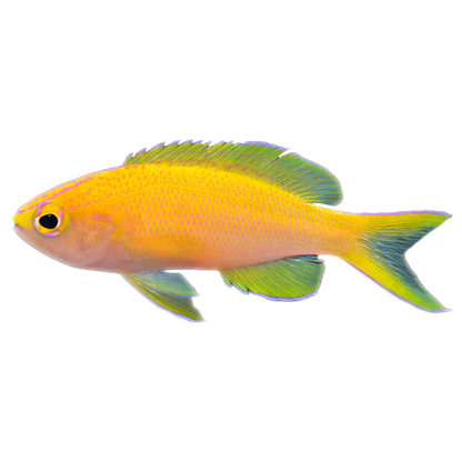 Sunset Anthias