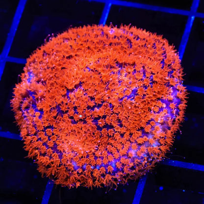 JF Superman Stylocoeniella Frag