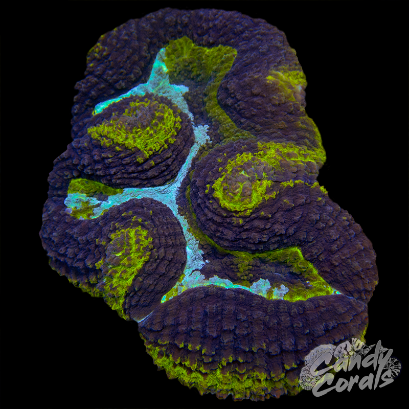 Purple and Yellow Symphyllia Colony 35