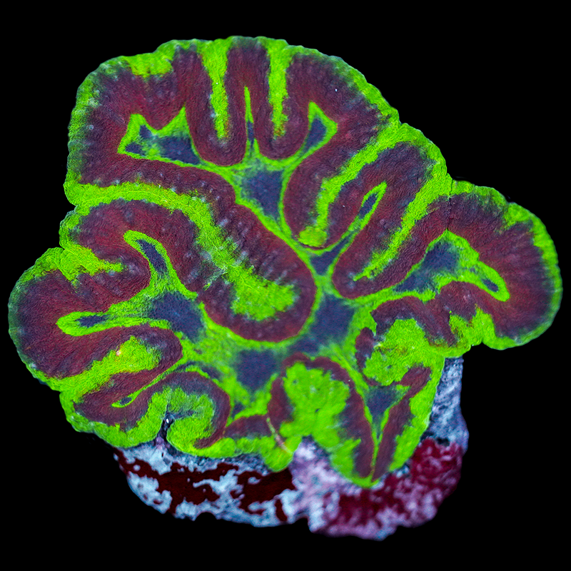 Ultra Rainbow Symphyllia Colony 15