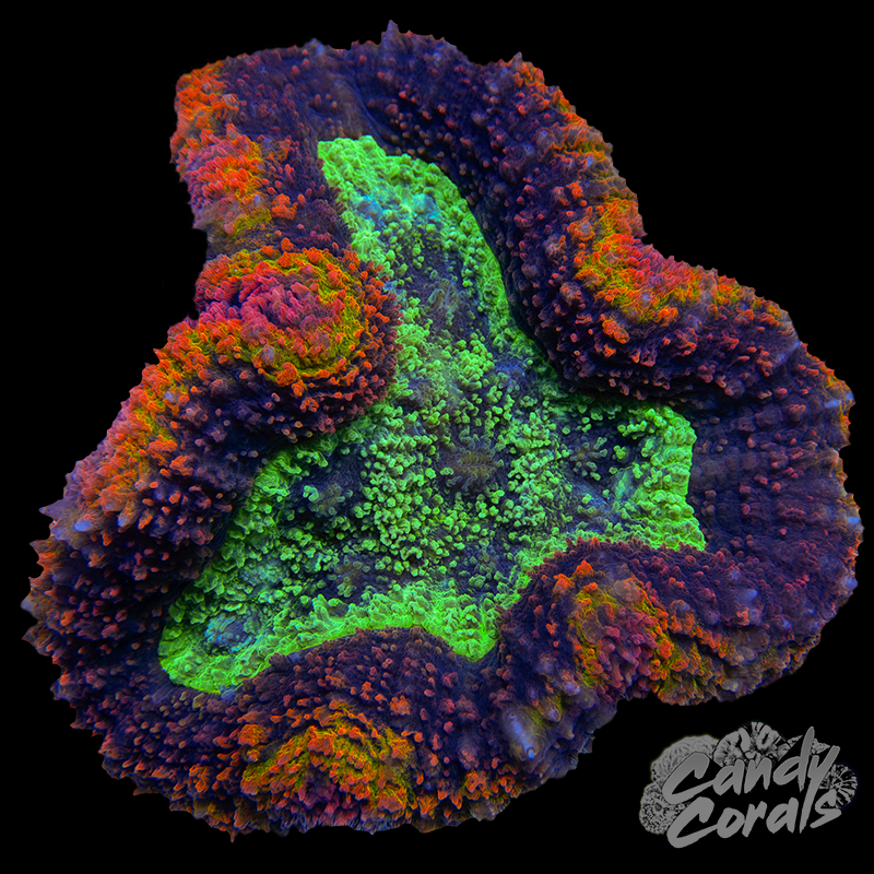 Ultra Rainbow Symphyllia Colony 18