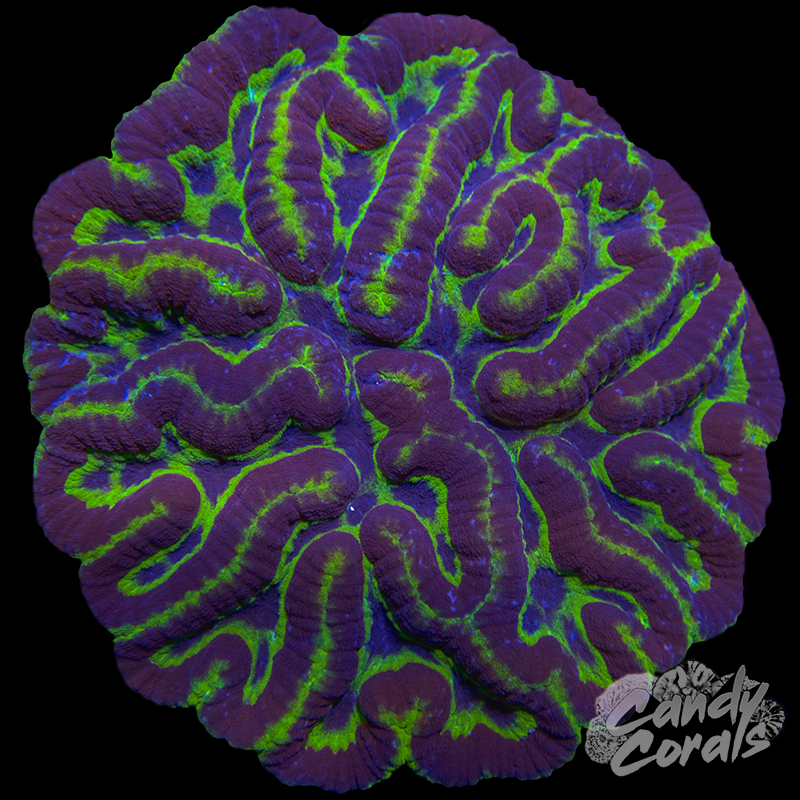 Ultra Rainbow Symphyllia Colony 16