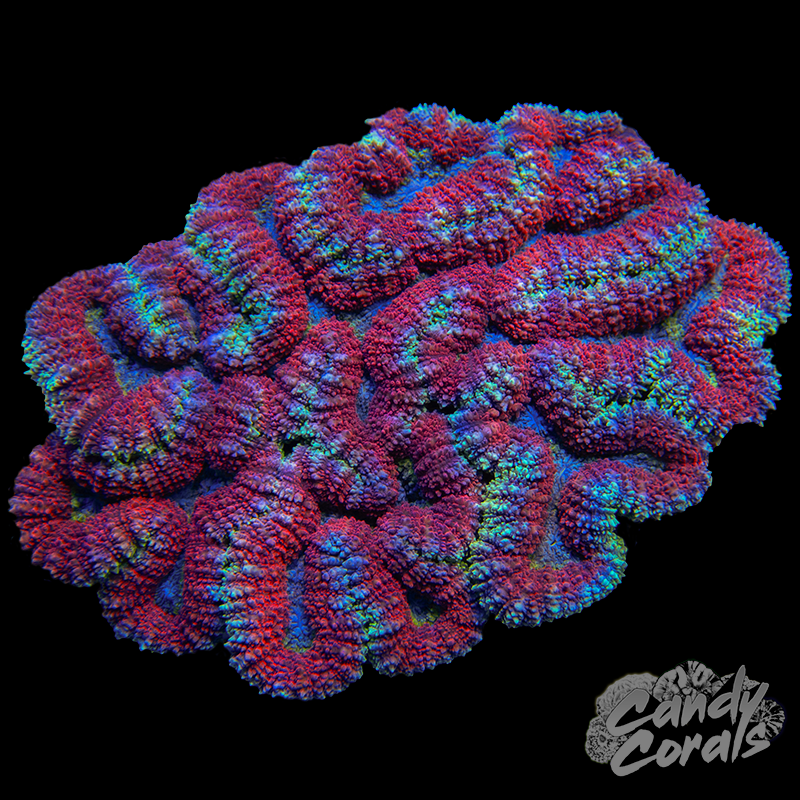 Symphyllia Colony WYSIWYG 35