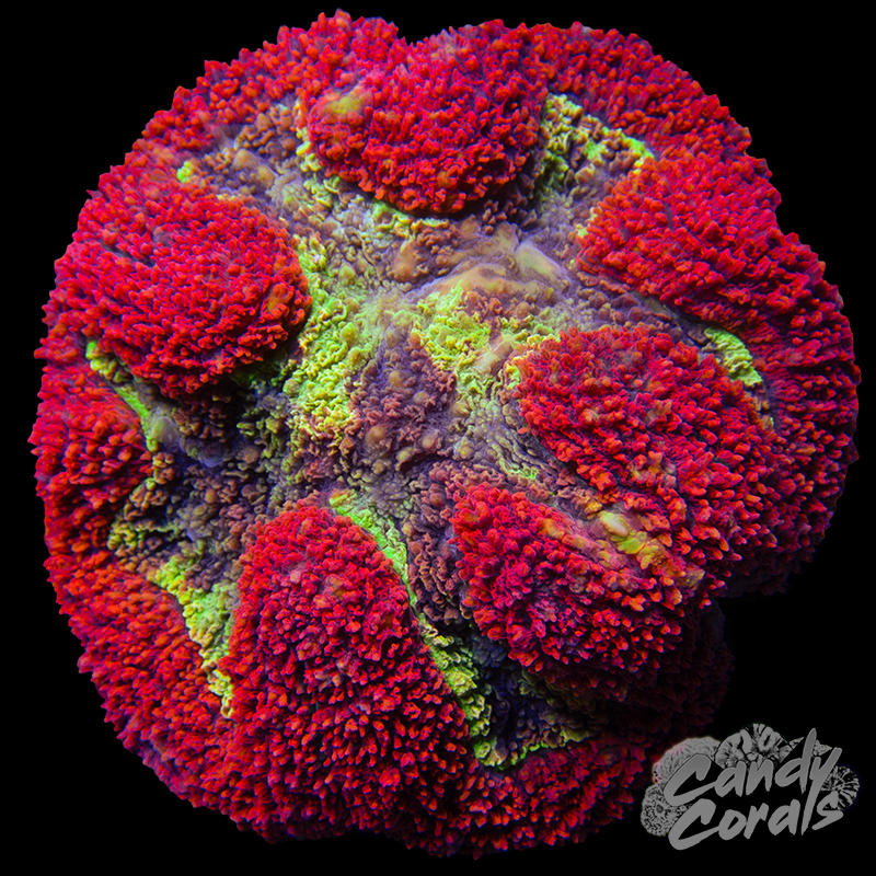 Red Symphyllia WYSIWYG 7