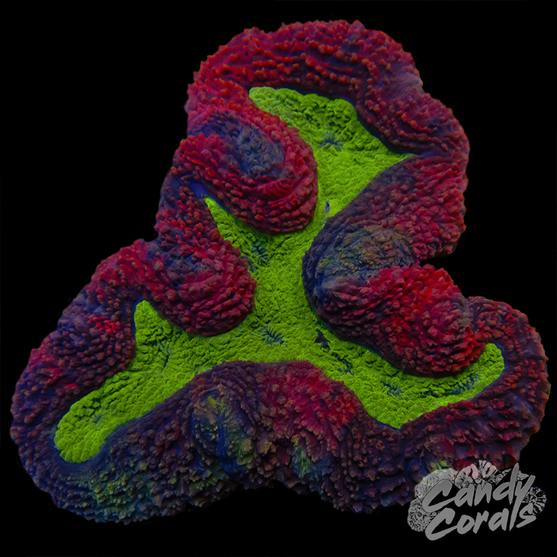 Red Symphyllia Colony WYSIWYG 39