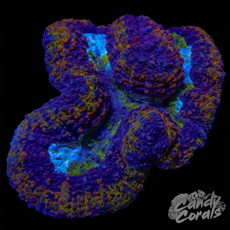 Ultra Rainbow Symphyllia Colony 34