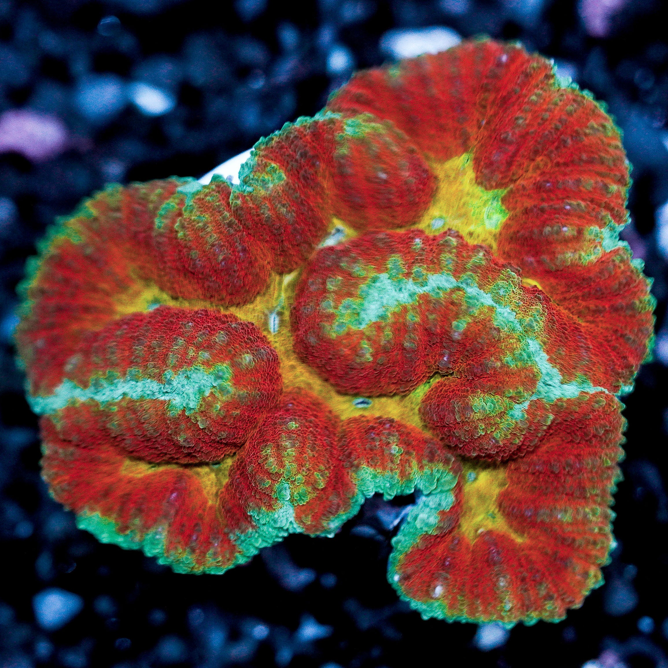 Small Rainbow Symphyllia Colony WYSIWYG 17