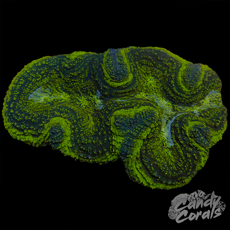 Green Symphyllia Colony WYSIWYG 40