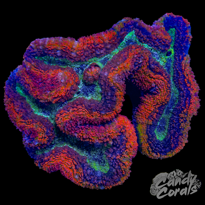 Large Ultra Rainbow Symphyllia Colony 32
