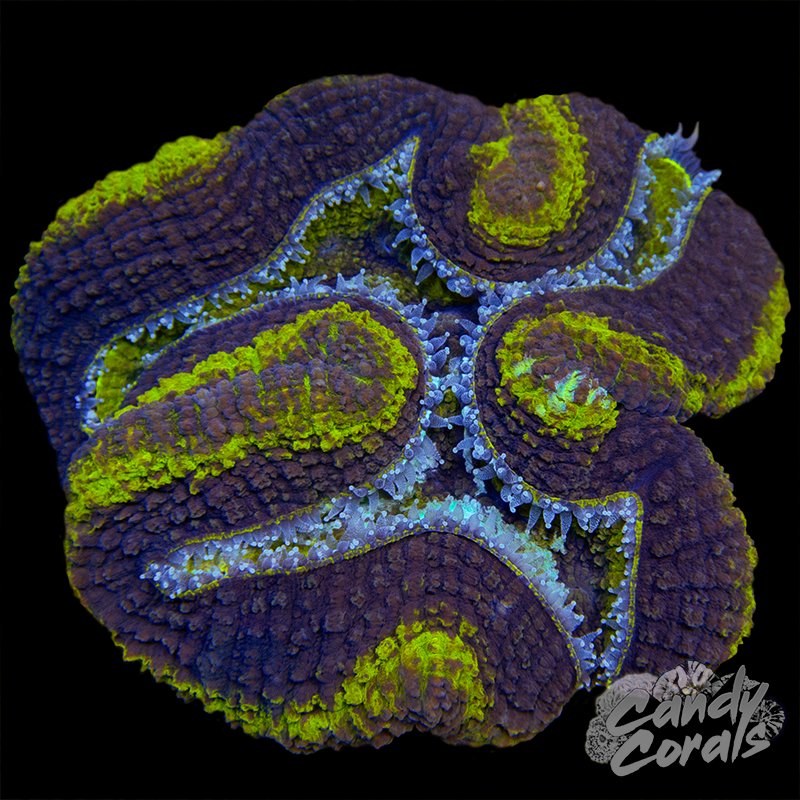 Symphyllia Colony WYSIWYG 37