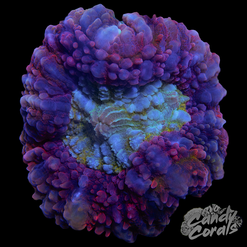 Small Symphyllia Colony WYSIWYG 37