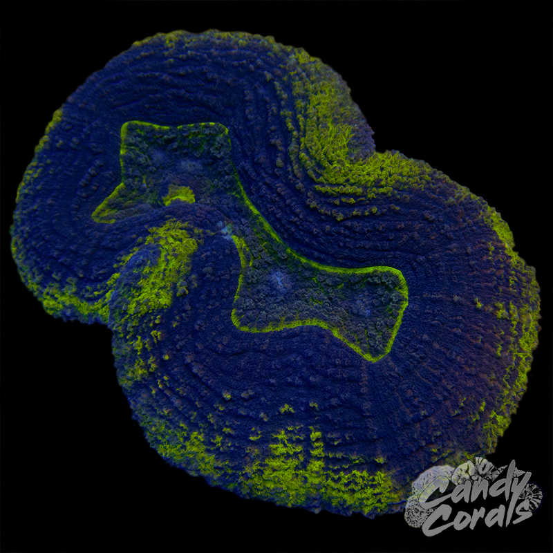 Purple and Yellow Symphyllia Colony 37