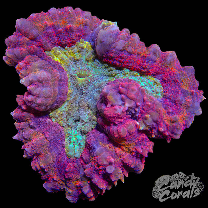 Small Symphyllia Colony WYSIWYG 38