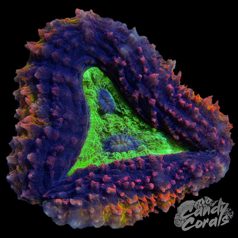 Ultra Rainbow Symphyllia Colony 20