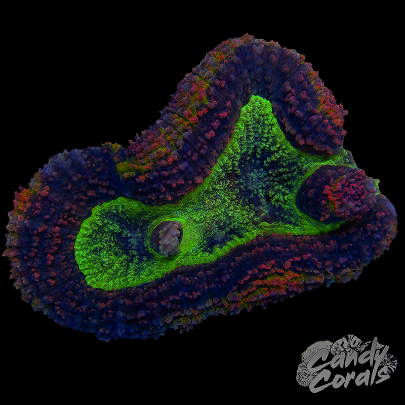 Ultra Rainbow Symphyllia Colony 21