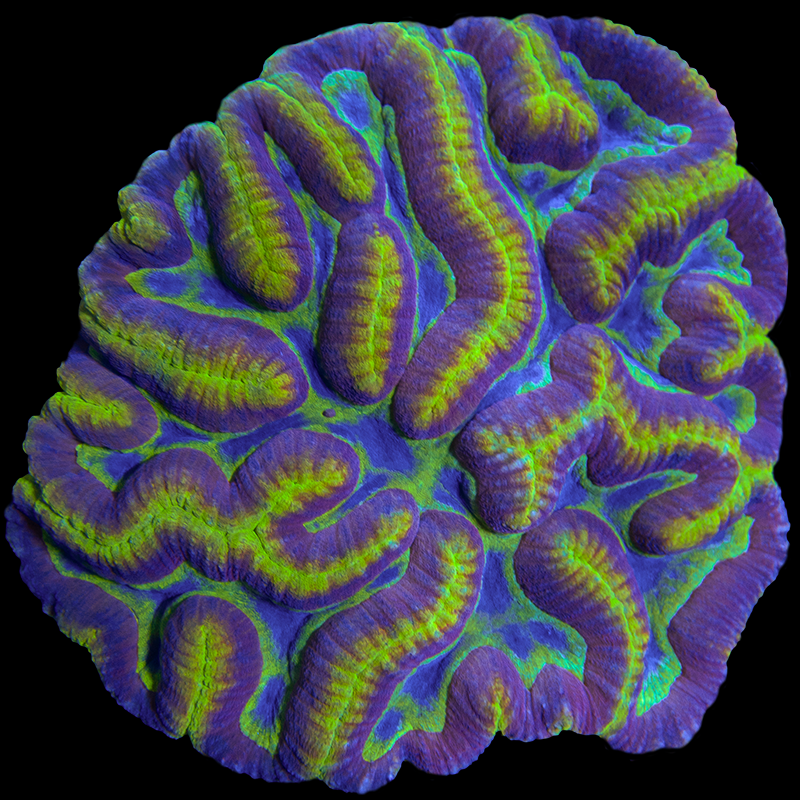 Symphyllia Colony WYSIWYG 36