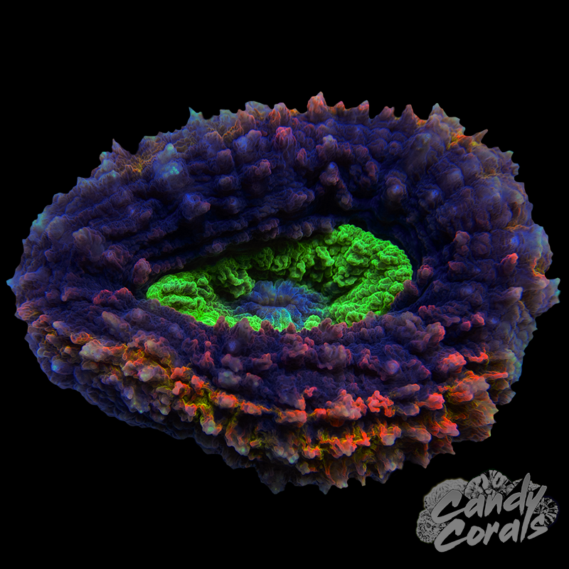 Ultra Rainbow Symphyllia Colony 22