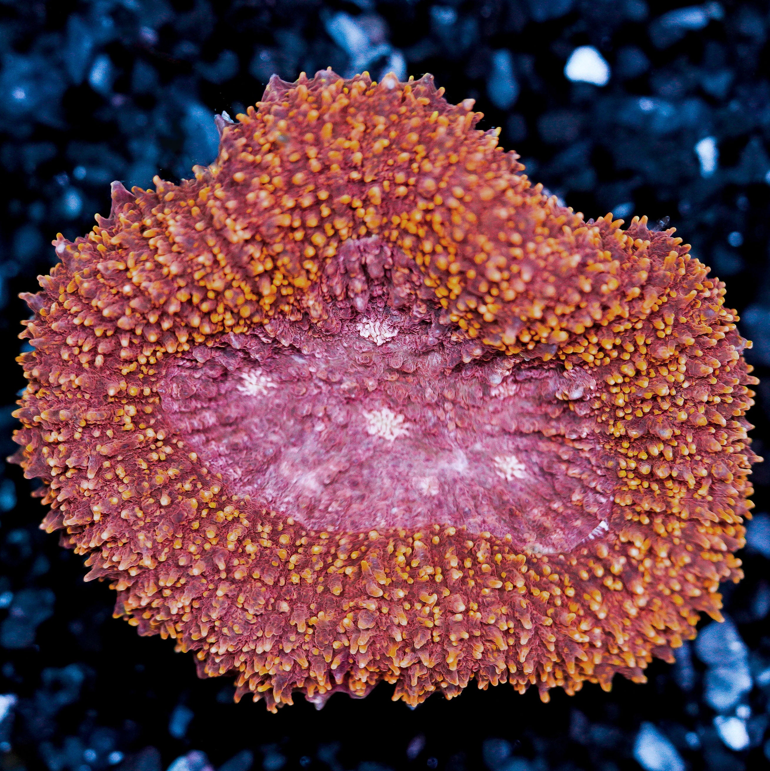 Symphyllia/Lobophyllia Colony WYSIWYG 34