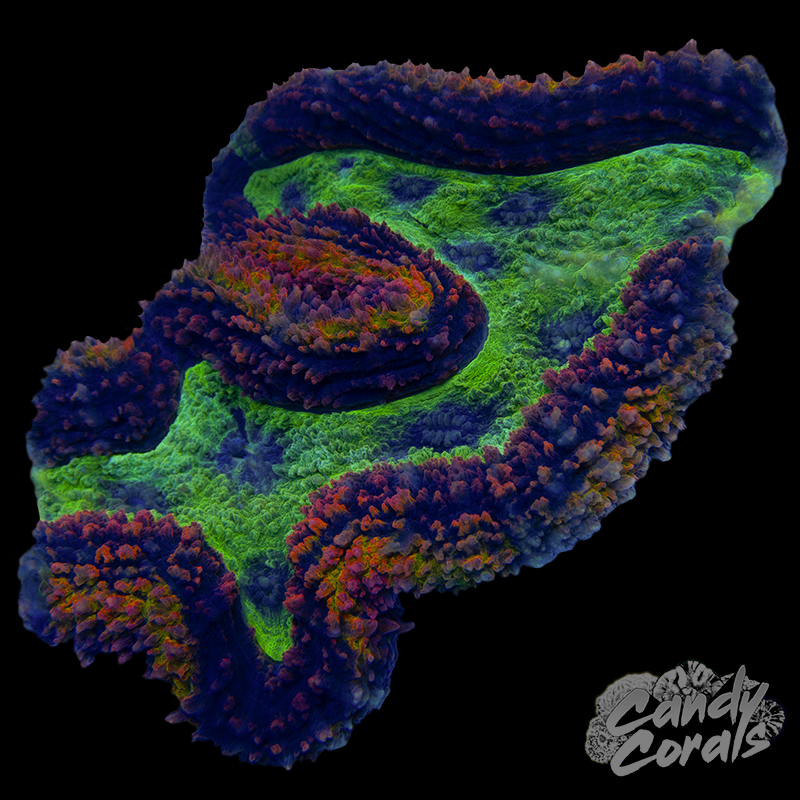 Ultra Rainbow Symphyllia Colony 23