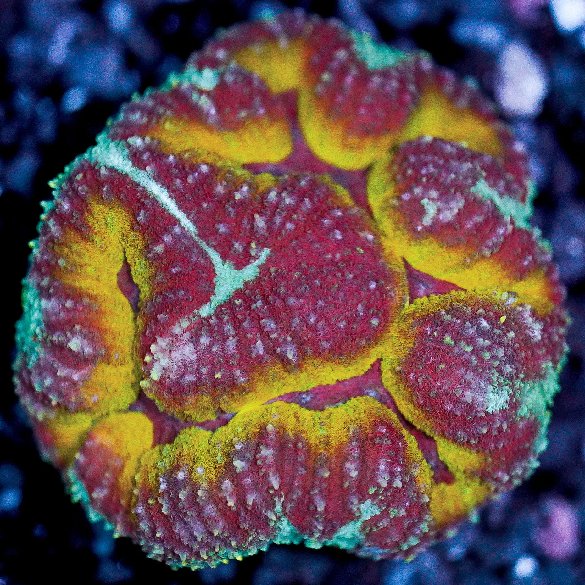 Small Rainbow Symphyllia Colony WYSIWYG 25
