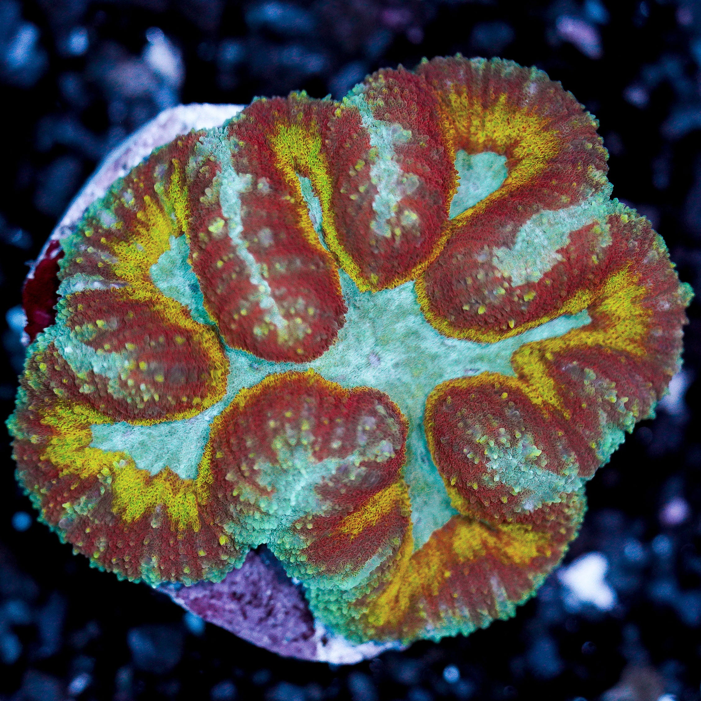 Small Rainbow Symphyllia Colony WYSIWYG 32