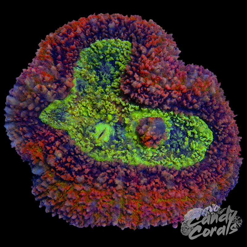 Ultra Rainbow Symphyllia Colony 17