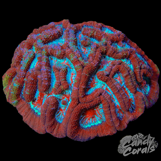 Coralꪔ̤̫送料キャンペーン New Arrivals! – Candy Corals