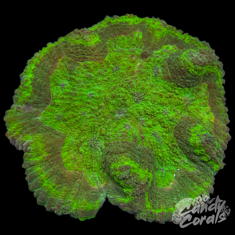 Green Symphyllia WYSIWYG 1