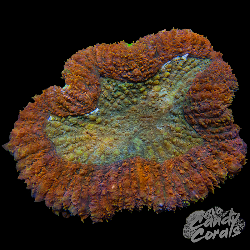 Ultra Symphyllia Colony 24