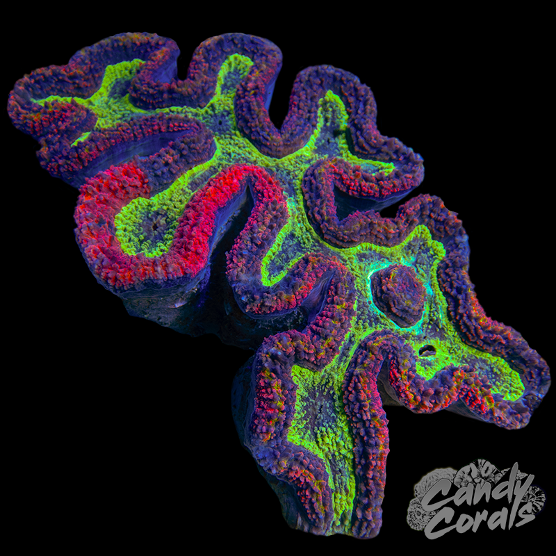XL Ultra Rainbow Symphyllia Colony 25