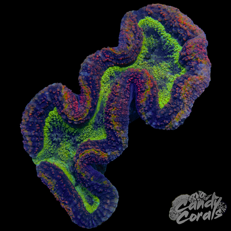 Ultra Rainbow Symphyllia Colony 27